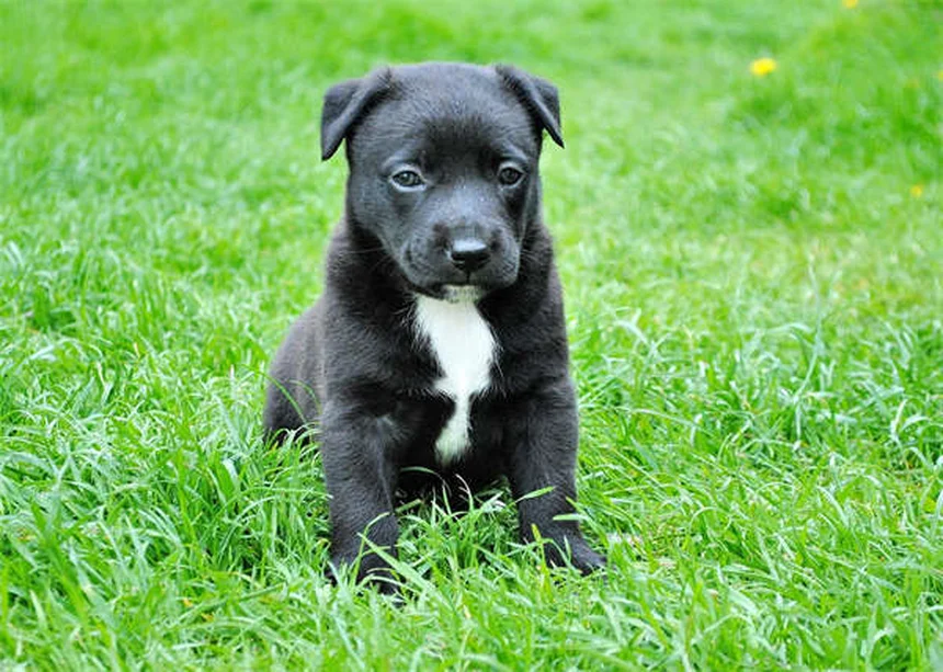 【獣医師監修】猫と犬で違う理由は？プレドニゾンとプレドニゾロンの副作用
