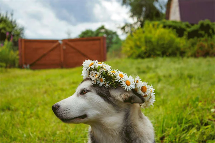 【獣医師監修】猫と犬で違う理由は？プレドニゾンとプレドニゾロンの副作用