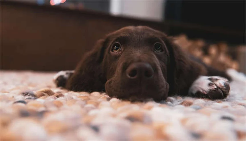 犬の美容の秘密！トリマーが教えたがっている6つの習慣