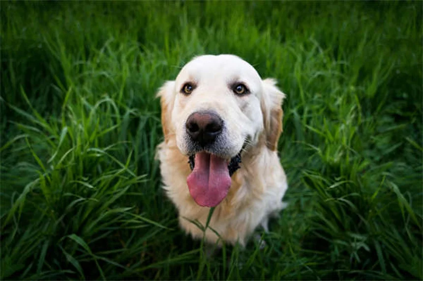 犬が水をたくさん飲むのは病気のサイン？飼い主が知るべき6つの理由と早期発見のコツ