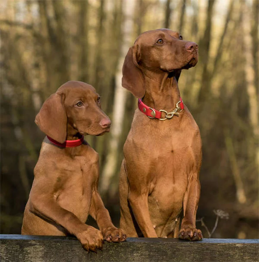 犬が水をたくさん飲むのは病気のサイン？飼い主が知るべき6つの理由と早期発見のコツ