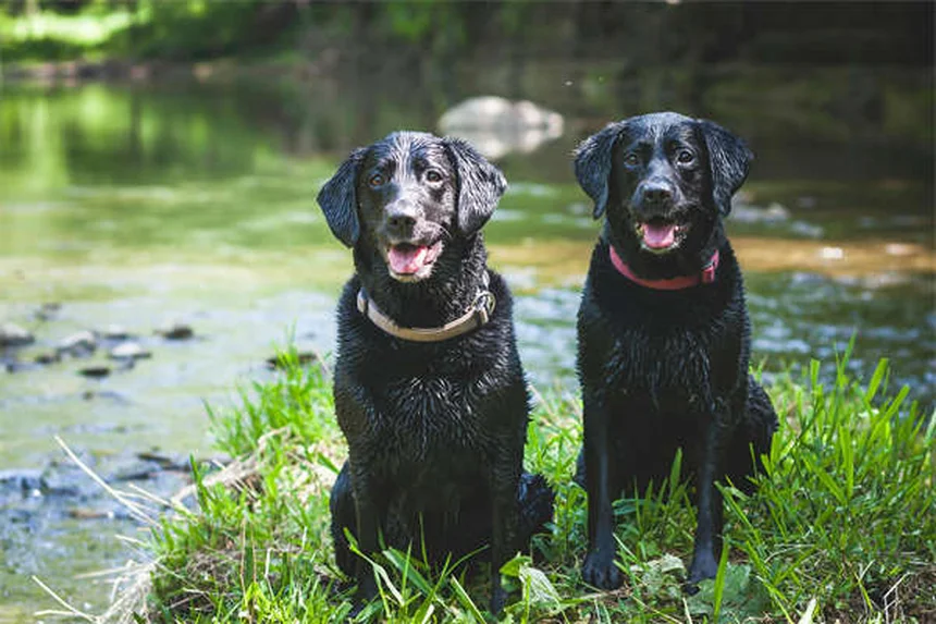 犬の行動は犬種で決まらない？たった9%の真実と対策