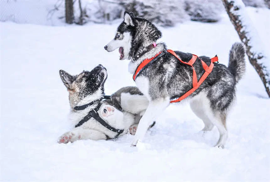 犬の行動は犬種で決まらない？たった9%の真実と対策
