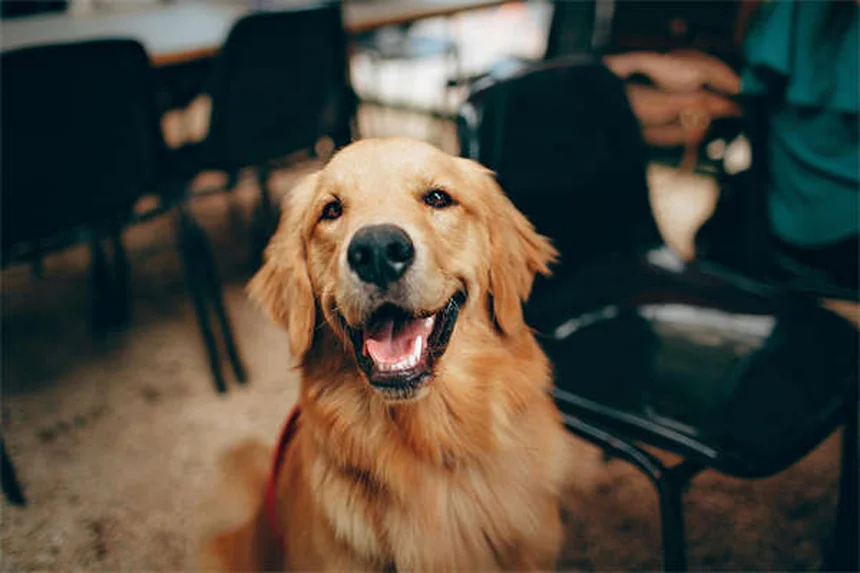 犬の方向感覚の秘密！嗅覚・視覚で帰宅する驚きの能力