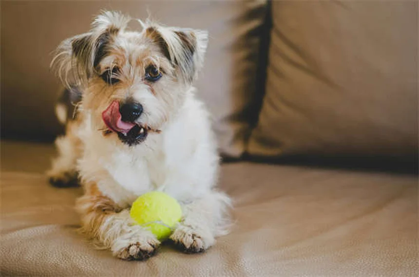 犬の方向感覚の秘密！嗅覚・視覚で帰宅する驚きの能力