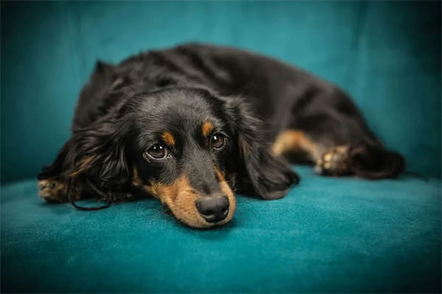 即病院へ！犬のソテツ中毒、症状と致死率を解説