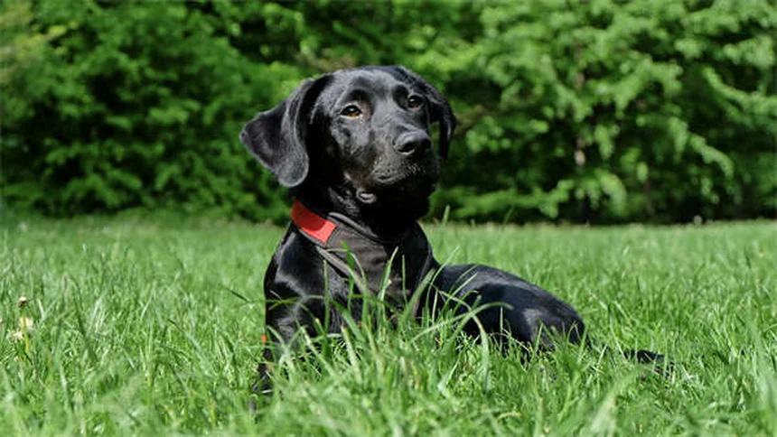 水が好きな犬18選！泳ぐのが上手な犬種を一挙紹介【2025年保存版】