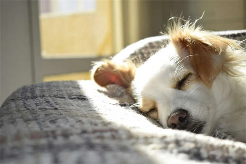 子犬の初夜を乗り切る！クレートとルーティンの秘訣