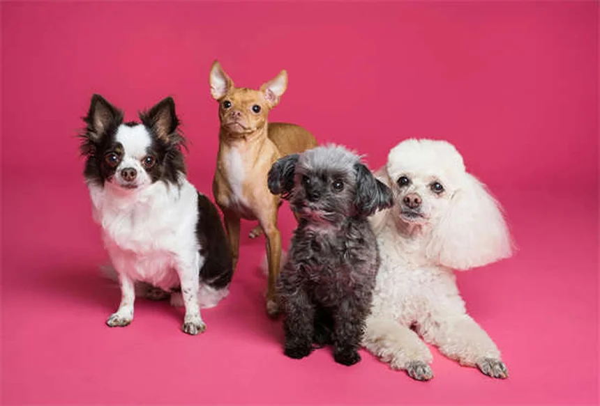 愛犬のバリアフラストレーションを治すには？原因と実践的対策を科学的に解説