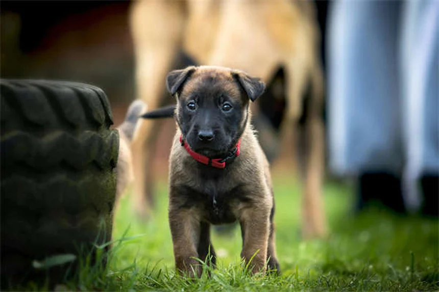 愛犬のバリアフラストレーションを治すには？原因と実践的対策を科学的に解説