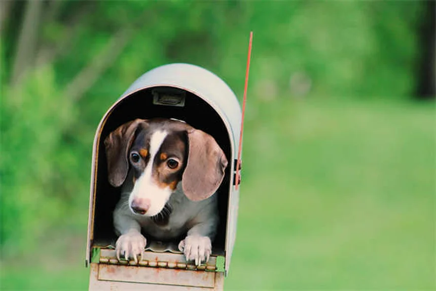 愛犬のバリアフラストレーションを治すには？原因と実践的対策を科学的に解説