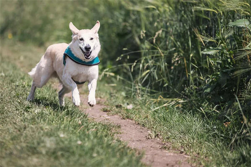 犬が蛇に咬まれたら？症状と治療法を解説