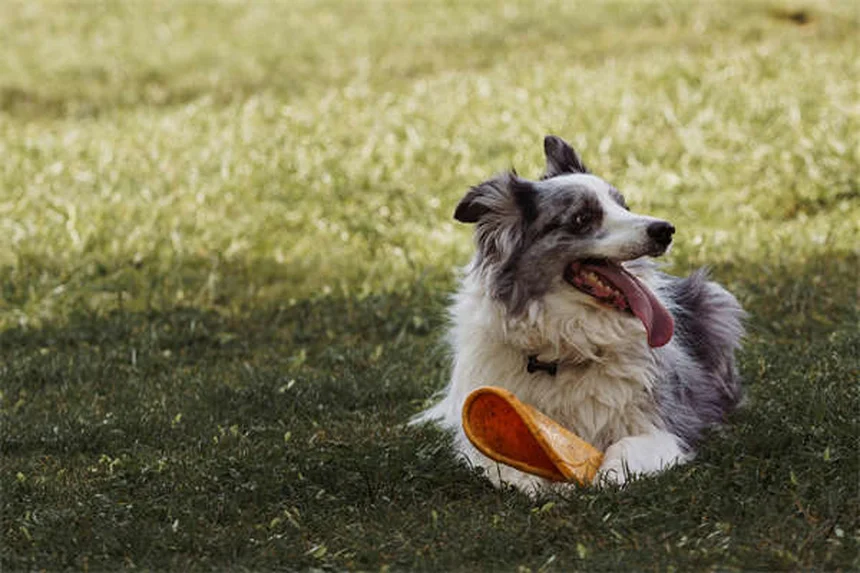 日本犬の種類10選！知られざる特徴や飼いやすさを徹底比較