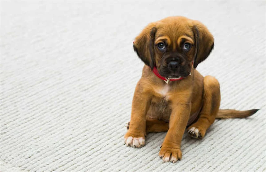 癌の犬の運動、知っておくべき3つのポイント