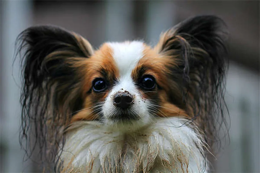 犬 黄色い嘔吐の原因と対処法：病院に行くべき？見極め方と対策