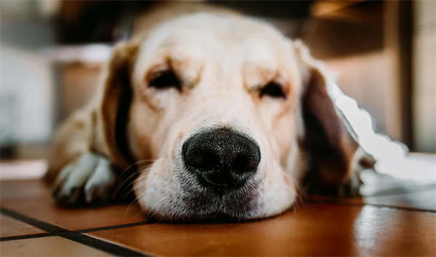 犬のクッシング症候群、ミトタン治療の現実【費用と副作用のすべて】