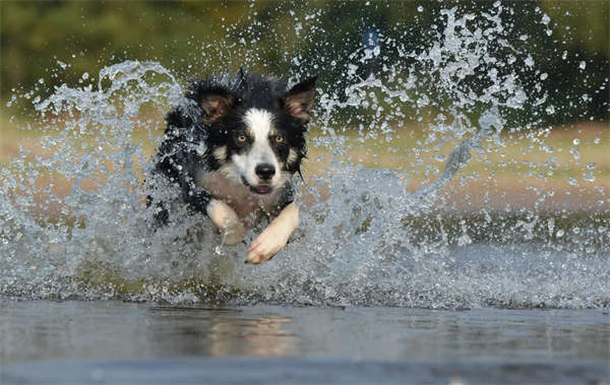 犬猫の炎症やアレルギーに効くトリ・アムシノロンの副作用と注意点