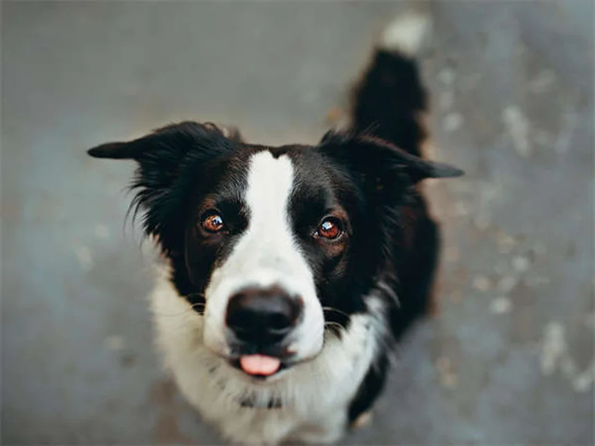 犬猫の炎症やアレルギーに効くトリ・アムシノロンの副作用と注意点