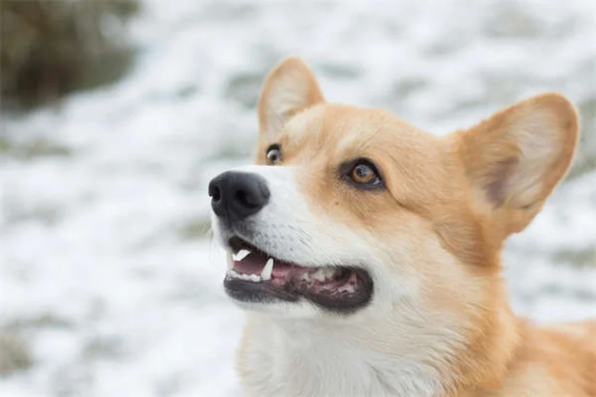 狩猟犬の選び方、あなたにピッタリの一頭はどれ？