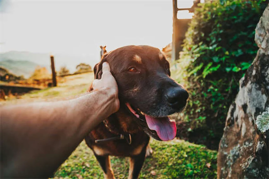 狩猟犬の選び方、あなたにピッタリの一頭はどれ？